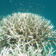Image: ARC Centre of Excellence for Coral Reef Studies